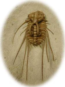 Oklahoma Trilobite Dicranurus sp.