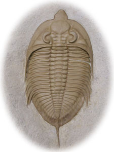 Oklahoma Trilobite Huntonia sp.